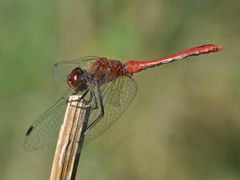 Sympetrum sanguineum